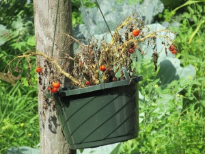 A tumbling tomato plant that has tumbled itself into death, no amount of water would keep this thing alive.